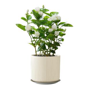 茉莉花盆栽植物带花苞室内桌面绿植开花特级浓香型四季老桩树苗
