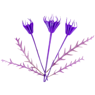 DIY紫色系干花大全浮游瓶永生花贺卡相框植物画精油香水装饰花材