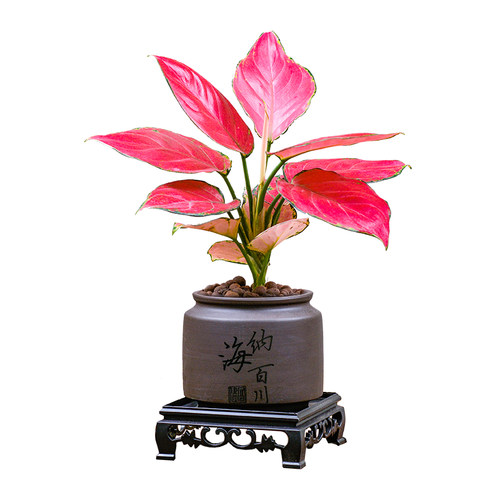 如意皇后吉利万年红水培绿植物室内水养绿萝萝花卉盆栽好养活四季