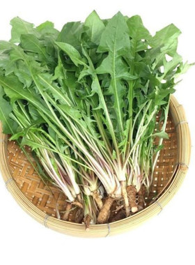 （顺丰包邮）新鲜蒲公英 婆婆丁黄花地丁野菜大棚蒲公英 时令蔬菜