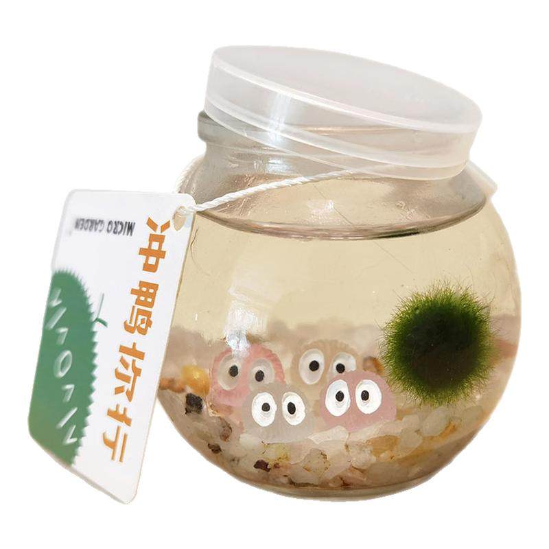MICROGARDEN生态瓶diy绿植