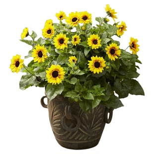 花彩光辉岁月向日葵盆栽大苗阳台庭院花境夏季耐热耐晒爆花量大