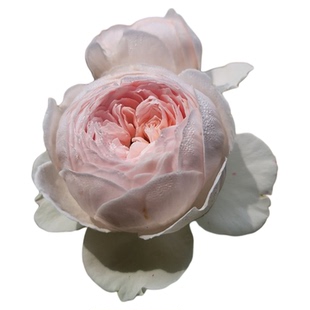 虹越月季尘世天使克里斯蒂娜公爵夫人花大苗灌木花园庭院抗病