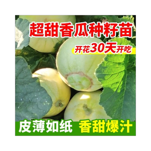 日本甜宝甜瓜种籽绿宝石甜瓜种子羊角蜜种孑香瓜西瓜苗秧春天种植