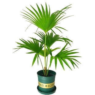 棕榈树苗棕树苗盆栽蒲葵树扇子树苗别墅绿化苗木庭院四季常青植物