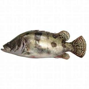 优质鳜鱼苗 桂花鱼苗 季花鱼苗 桂鱼苗 鲑鱼苗 鳌花鱼 翘嘴鳜鱼苗