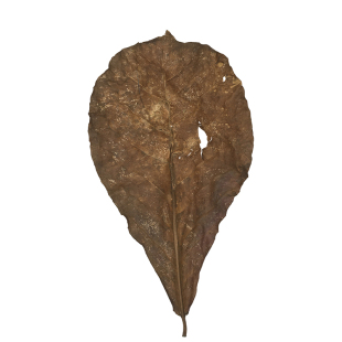 免煮榄仁叶斗鱼懒人叶鱼缸降酸PH值调节剂水族液态乌龟橄榄叶茶包