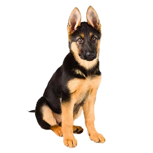 德牧鉴定狗品相鉴定师狗品种鉴别东德西德牧品相鉴定德牧估价挑选