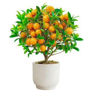 特级金桔树盆栽带果客厅好养绿植橘子盆景四季桔树苗室内招财果树