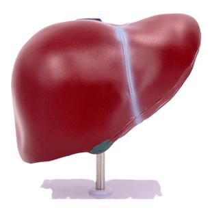 教学仿真肝胆胰十二指肠结构模型消化科医学肝脏胰腺胆囊肝胆模型