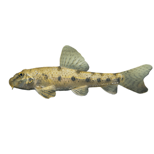 原生棒花鱼似鮈建德小鳔鮈除藻吃鱼便残渣清洁工具鱼冷水鱼清道夫