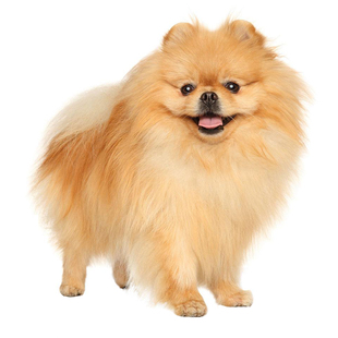 博美鉴定狗品相鉴定估价鉴别博美鉴定师鉴定狗品种鉴别狗狗估价鉴