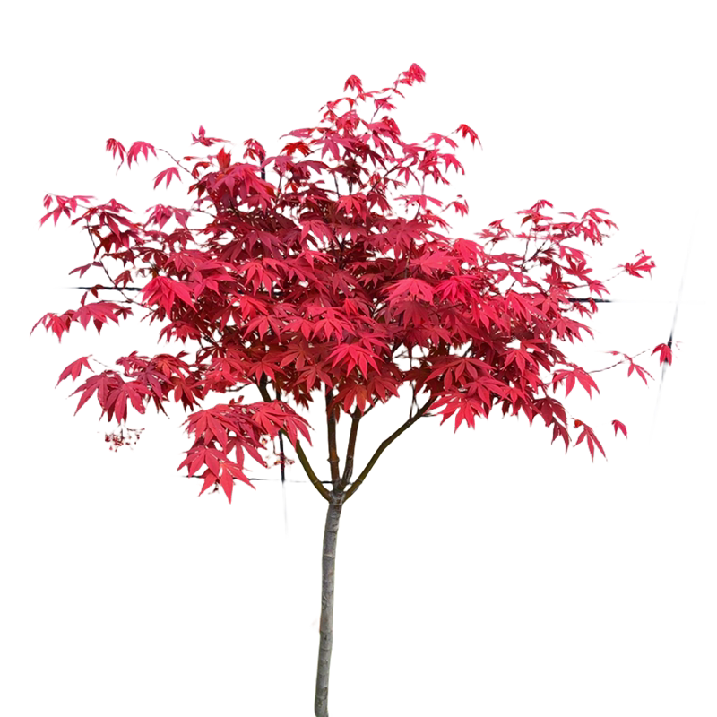 丛生耐寒庭院大型彩叶植物