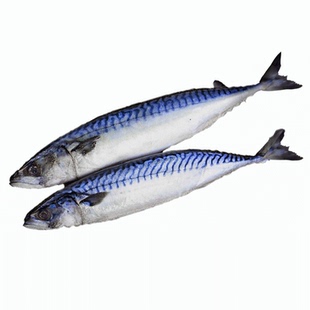 鲐鲅鱼青占鱼青鱼新鲜冷冻鲅鱼青花鱼马鲛鱼海鱼小鲅鱼燕鲭鱼鲐鱼