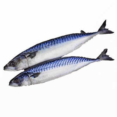 【无冰衣】鲐鲅鱼丨净重5斤