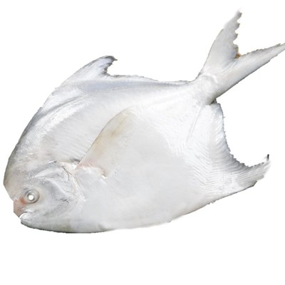 2斤4条东海白鲳鱼片鱼新鲜