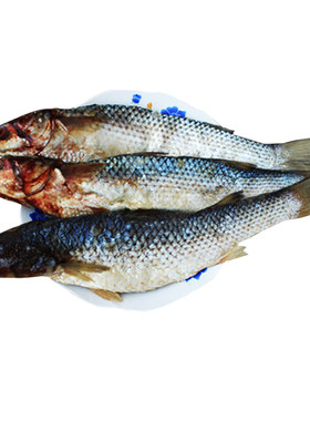 新鲜梭鱼沾化渤海湾咸梭鱼