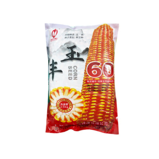 广西夏播玉米种子矮秆硬粒型丰玉60玉米种子适应1000以下海拔播种