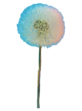 巨型蒲公英彩色干花永生花滴胶花材料手工diy单只拍照花卉装饰品