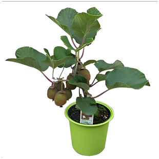 猕猴桃树果苗公母同株嫁接南北方种植地栽庭院红心软枣猕猴桃果苗