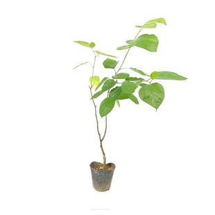 当年结果四季桑葚桑椹无籽大十果桑苗长果桑葚白桑葚苗嫁接苗树苗