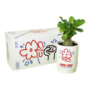 懒人植物沙漠玫瑰小众礼物