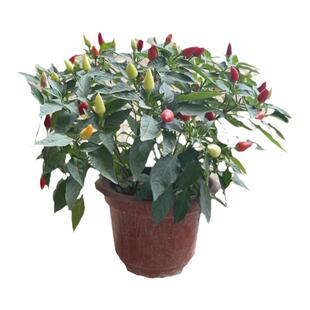 辣椒苗秧苗皱薄皮甜椒线椒树苗蔬菜苗西红柿茄子南方黄瓜盆栽种苗