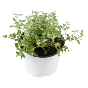 猫薄荷草盆栽成品 猫薄荷无毒无害不成瘾 猫食用荆芥 新鲜可食用