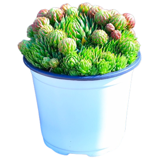 橘子球多肉植物组合盆栽长生草绿植花卉老桩好养阳台室内肉肉网红