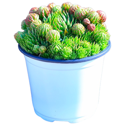 橘子球多肉植物长生草直发云南