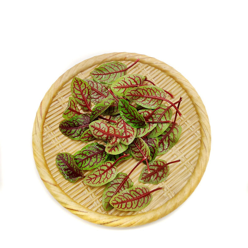 新鲜红脉酸膜酸模叶红酢浆草花