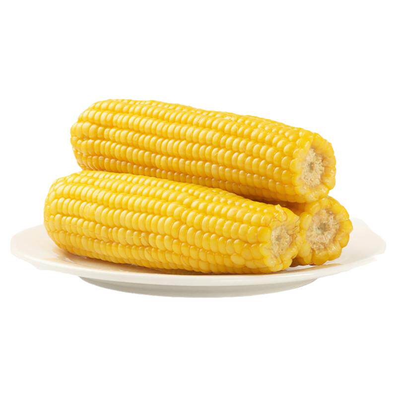 【有机升级】加农炮甜糯玉米8穗