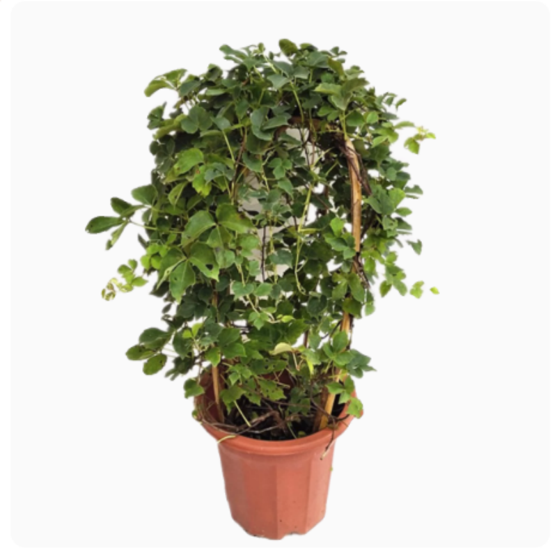 爬山虎爬藤绿植物四季长青藤室外庭院三五叶护坡藤蔓攀爬墙虎树苗