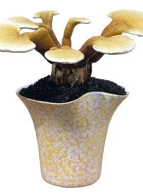 灵芝盆栽植物客厅办公室茶桌好养