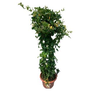 金银花树苗爬藤食用金银花苗浓香花卉耐寒植物鸳鸯藤盆栽好养植物