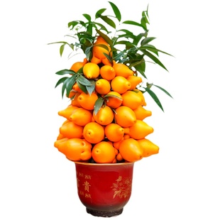 黄金果盆栽福禄果五代同堂果乳茄果室内绿植客厅年宵花卉观果植物