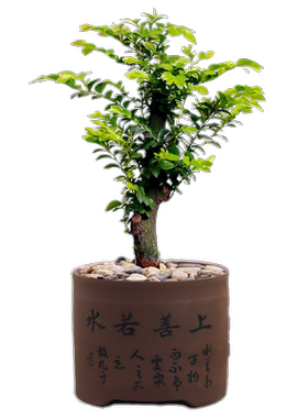 小叶紫檀盆景树桩植物花卉栽