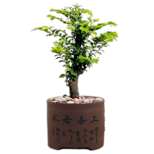 小叶紫檀盆景树桩植物花卉盆栽办公室内绿植耐寒四季常青