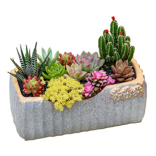 透气粗陶多肉花盆大号长方形肉肉植物组合盆栽多肉diy材料包