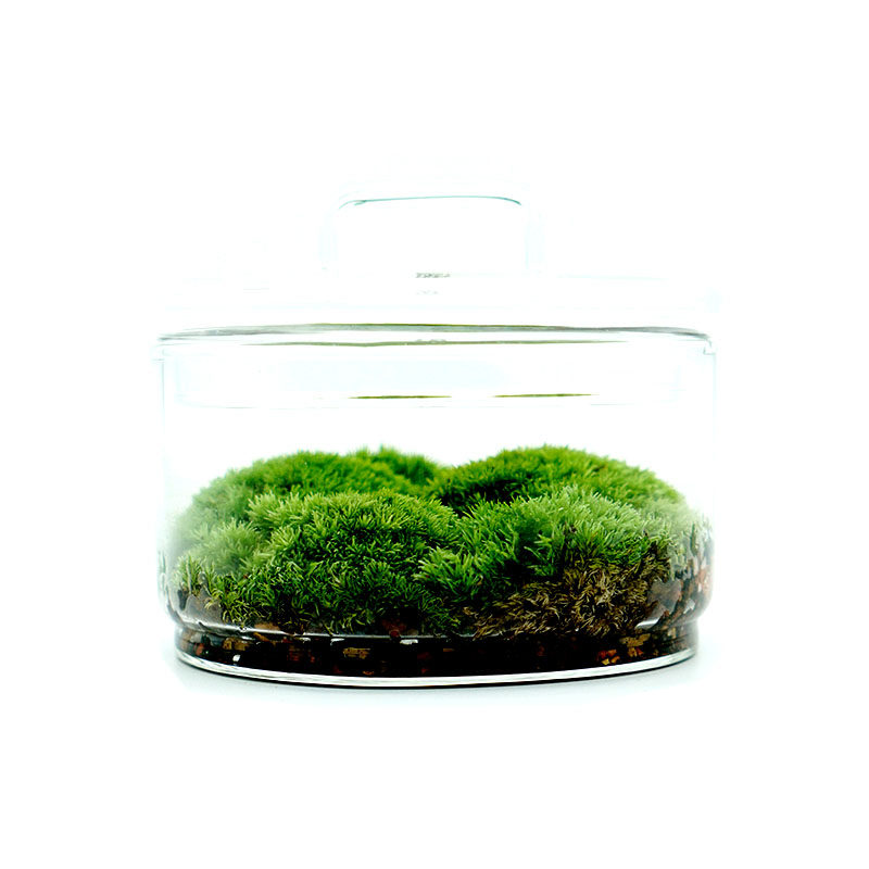 植觉先生 | 圆 顺丰发货苔藓微景观创意盆景桌面装饰植物青苔鲜活