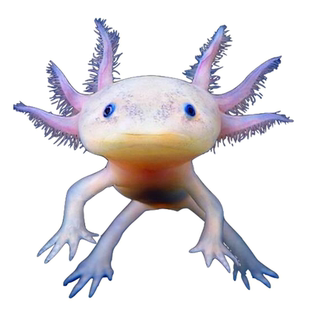 六角恐龙鱼东方蝾螈淡水冷水鱼金鱼饲料火龙鱼观赏鱼活体宠物锦鲤