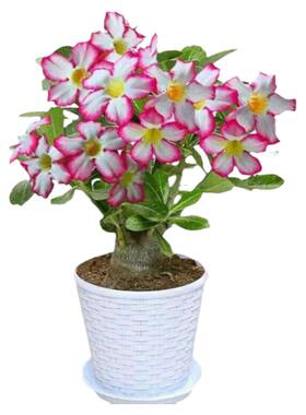 沙漠玫瑰盆栽免邮花卉室内花植物