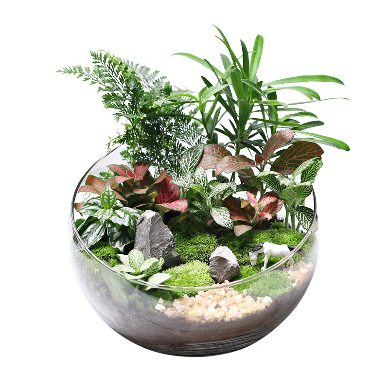 20c苔藓diy微景观生态瓶绿植物种植材料包切组合套装暖场活动大号