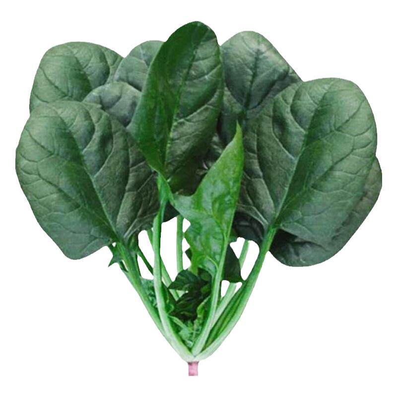 老品种趴地菠菜种子种籽大叶红根波菜大全秋后菜籽四季播种菜籽