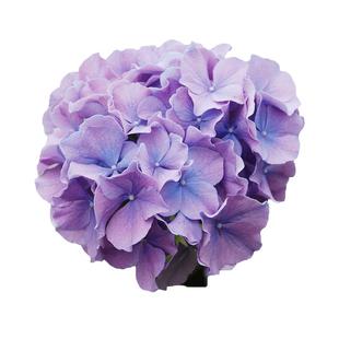 海蒂的花园旗舰店大花绣球花手鞠无尽夏花园阳台庭院花卉盆栽苗