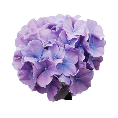 绣球海蒂的花园阳台庭院花卉