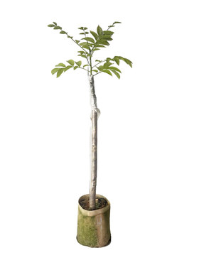 黑橄榄树果苗盆栽大型乌橄榄嫁接苗老桩水果树苗南方种植当年结果