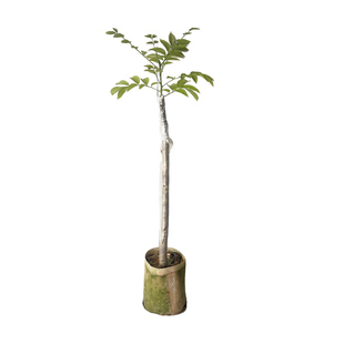 黑橄榄树果苗盆栽大型乌橄榄嫁接苗老桩水果树苗南方种植当年结果
