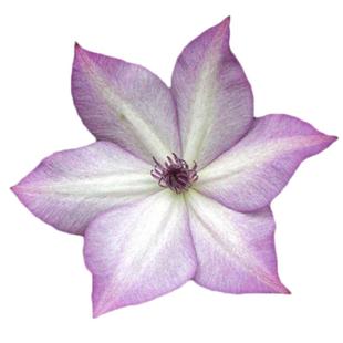 虹越早花铁线莲苗小鸭蓝光约瑟芬格恩西岛耐寒好养爬藤盆栽多季