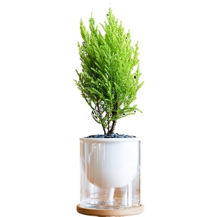 香松盆栽金冠柏绿植树苗盆景棒棒糖松树四季绿植办公室内好养香柏